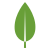 MongoDB logo